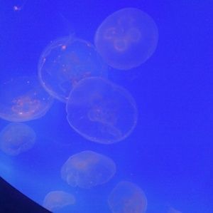 Meet your Posher, Mya